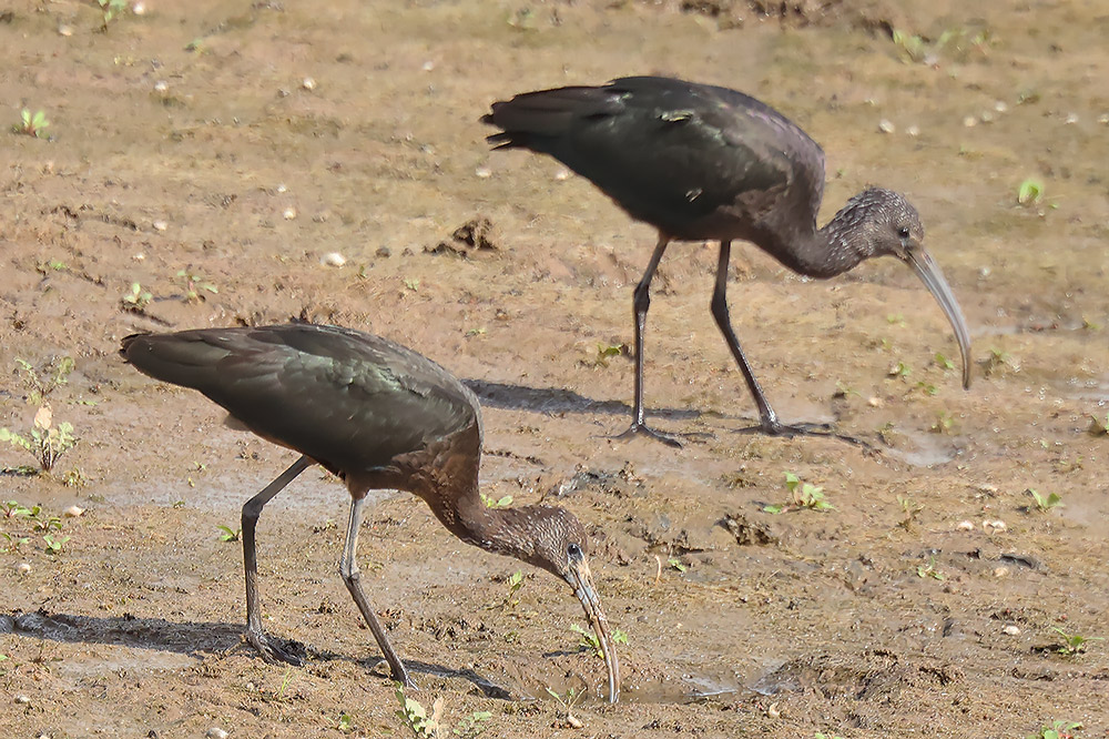 glossy ibis